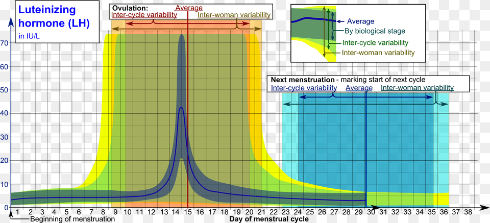 Luteinizing Hormone During Menstrual Cycle Lh Levels Through Cycle, Chart, Plot, Blackboard Free Png Download