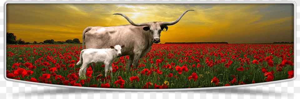 Lutt Longhorns Cows Banner Image Tulip, Animal, Cattle, Cow, Mammal Free Png