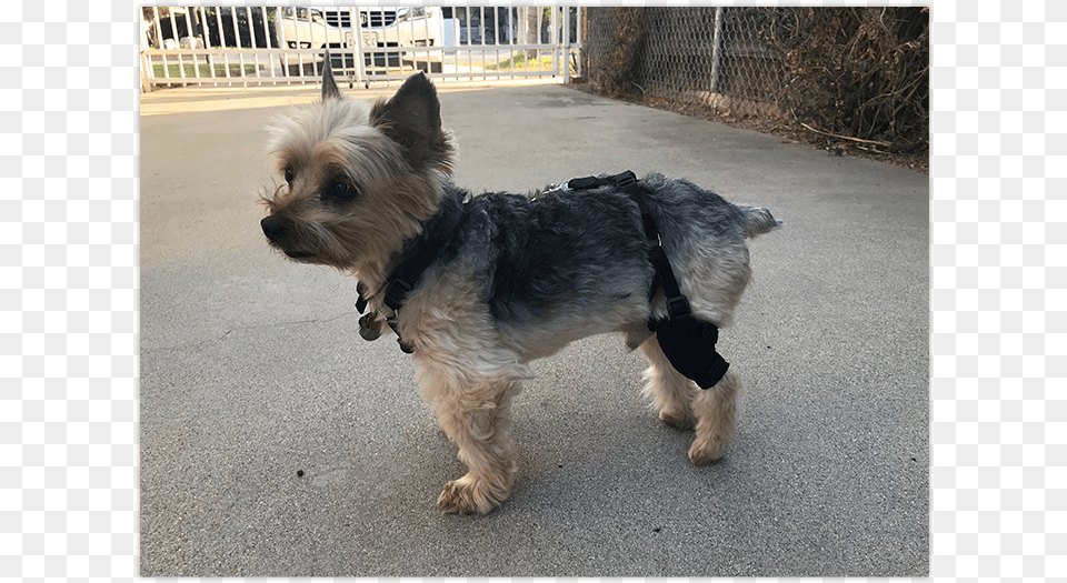 Luxating Patella Small Dog Brace, Accessories, Strap, Pet, Mammal Png