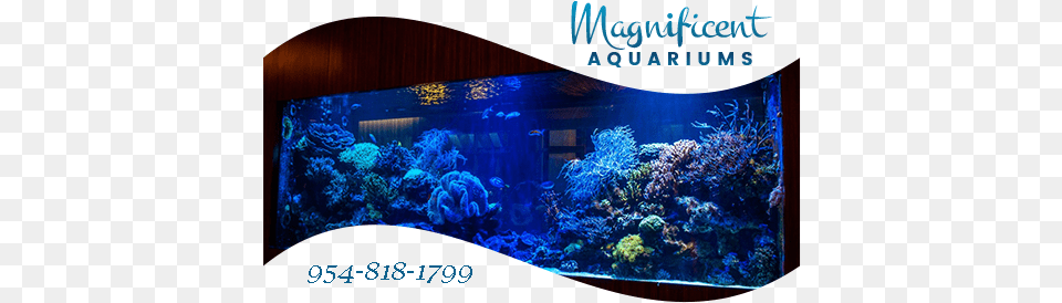 Luxury Aquarium Florida, Animal, Sea Life, Sea, Reef Png Image