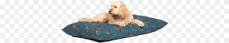 Luxury Dog Beds Uk Cockapoo On A Bed, Cushion, Home Decor, Animal, Canine Free Png