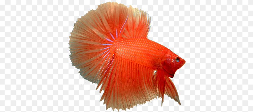 Luxury Images Of Betta Fish Ikan Cupang Hias Betta Cupang Halfmoon, Animal, Sea Life, Goldfish Free Png Download