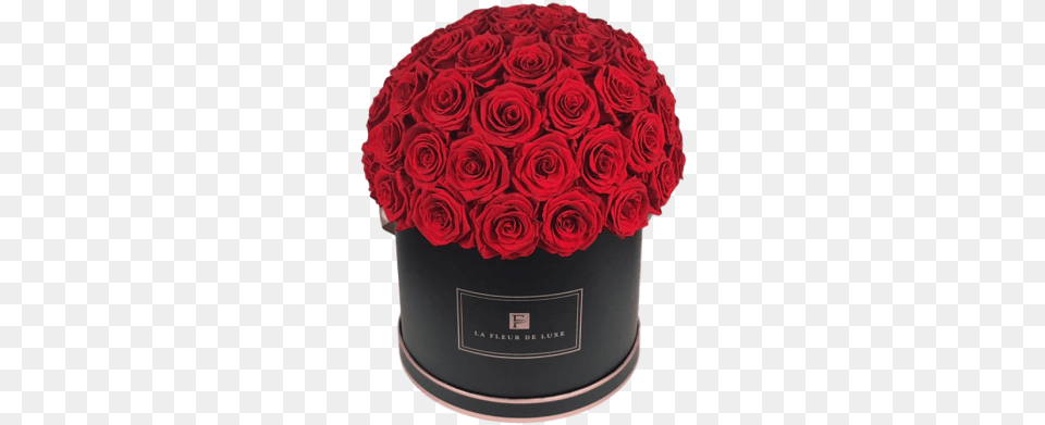 Luxury Real Roses That Last A Year Garden Roses, Rose, Plant, Food, Flower Bouquet Png