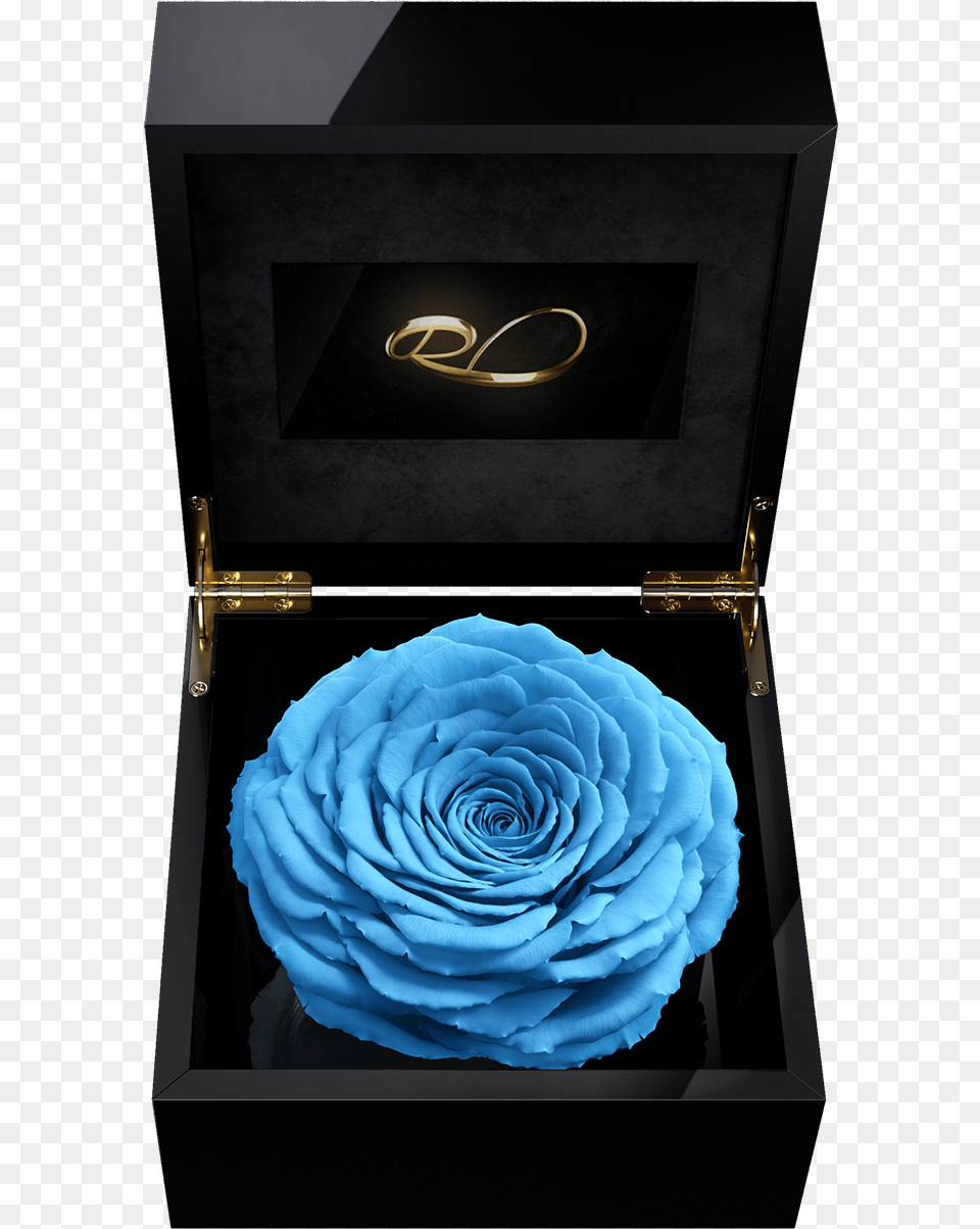 Luxury Video Flower Box Magna With A Xl Preserved Blue, Plant, Rose, Treasure, Accessories Png