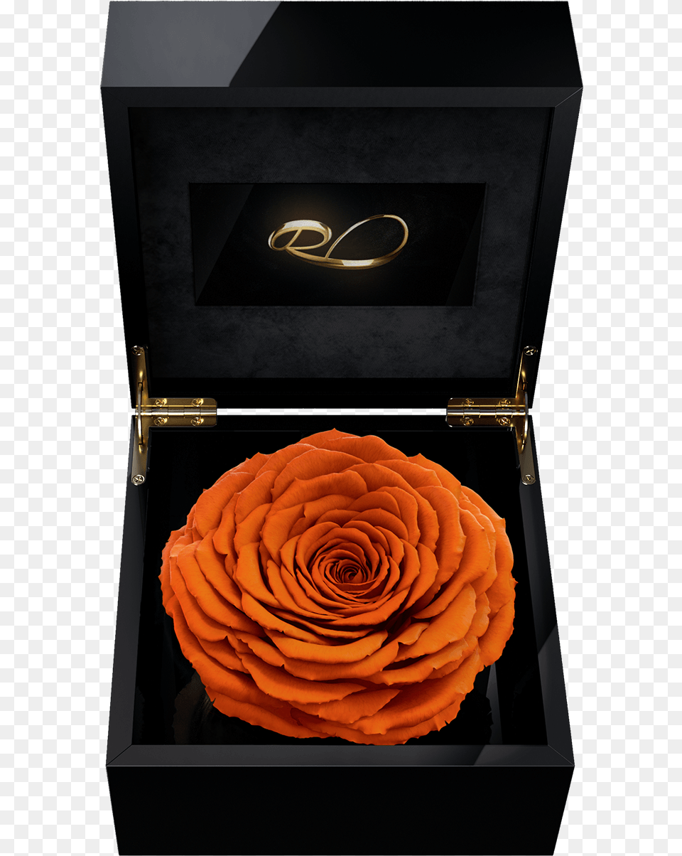 Luxury Video Flower Box Magna With A Xl Preserved Orange Rose, Plant Free Png