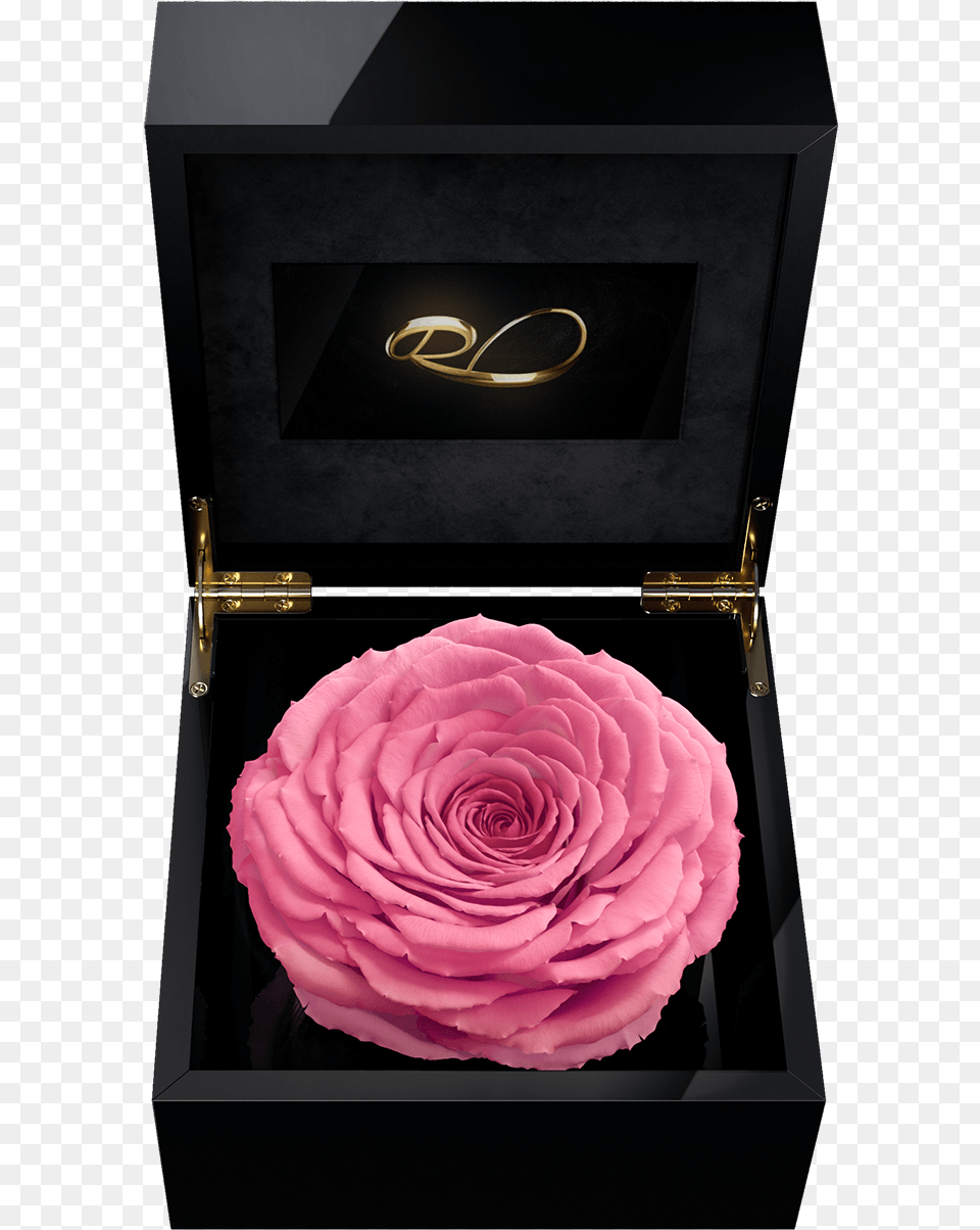 Luxury Video Flower Box Magna With A Xl Preserved Pink Rose, Plant, Petal, Accessories Png Image