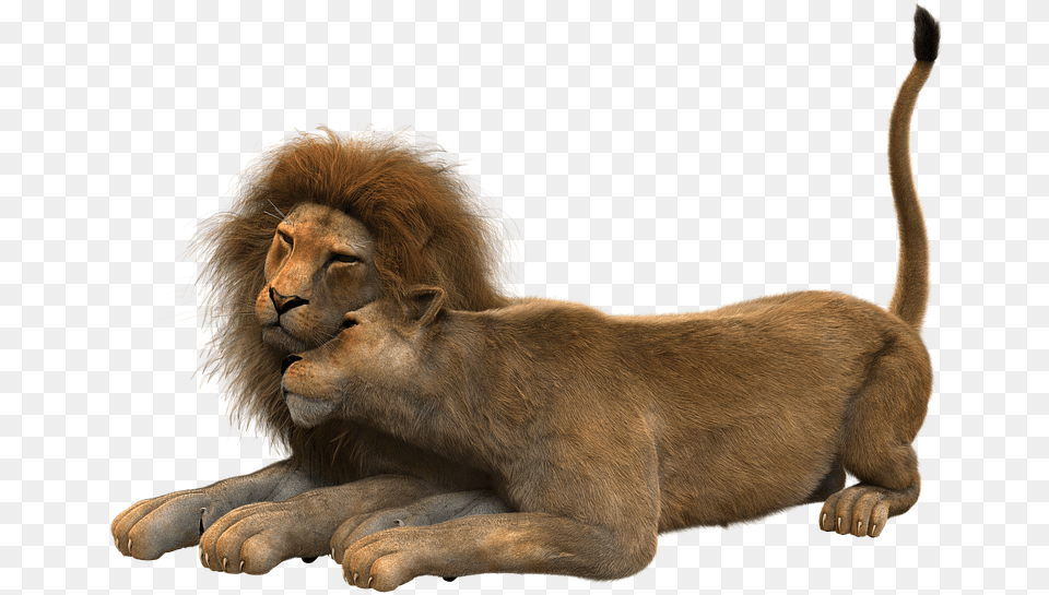 Lve, Animal, Lion, Mammal, Wildlife Free Png