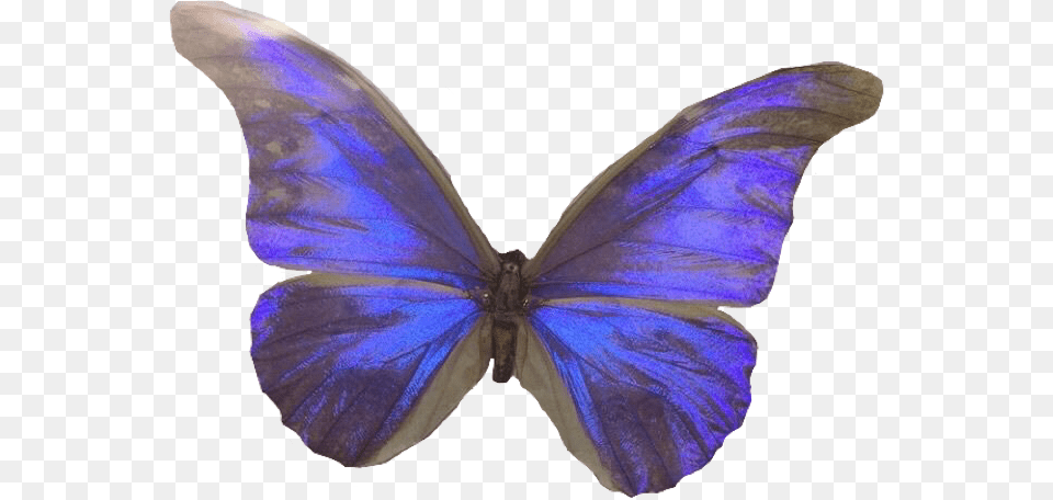 Lycaena, Animal, Insect, Invertebrate, Butterfly Free Png