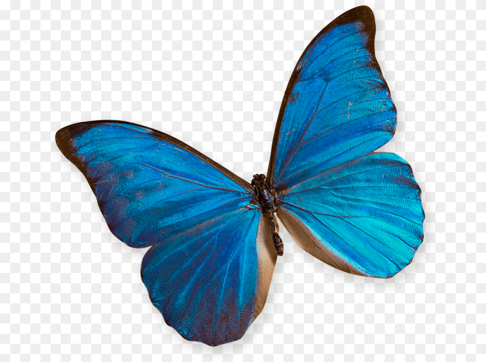 Lycaenid, Animal, Butterfly, Insect, Invertebrate Free Transparent Png