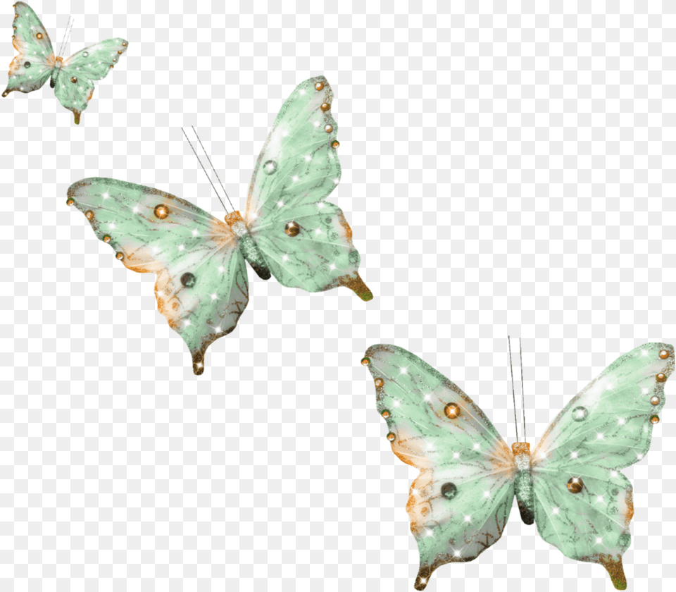 Lycaenid, Plant, Animal, Insect, Invertebrate Png