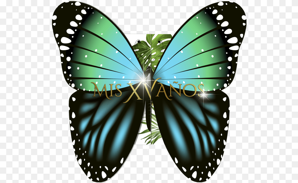 Lycaenid, Animal, Butterfly, Insect, Invertebrate Free Png Download
