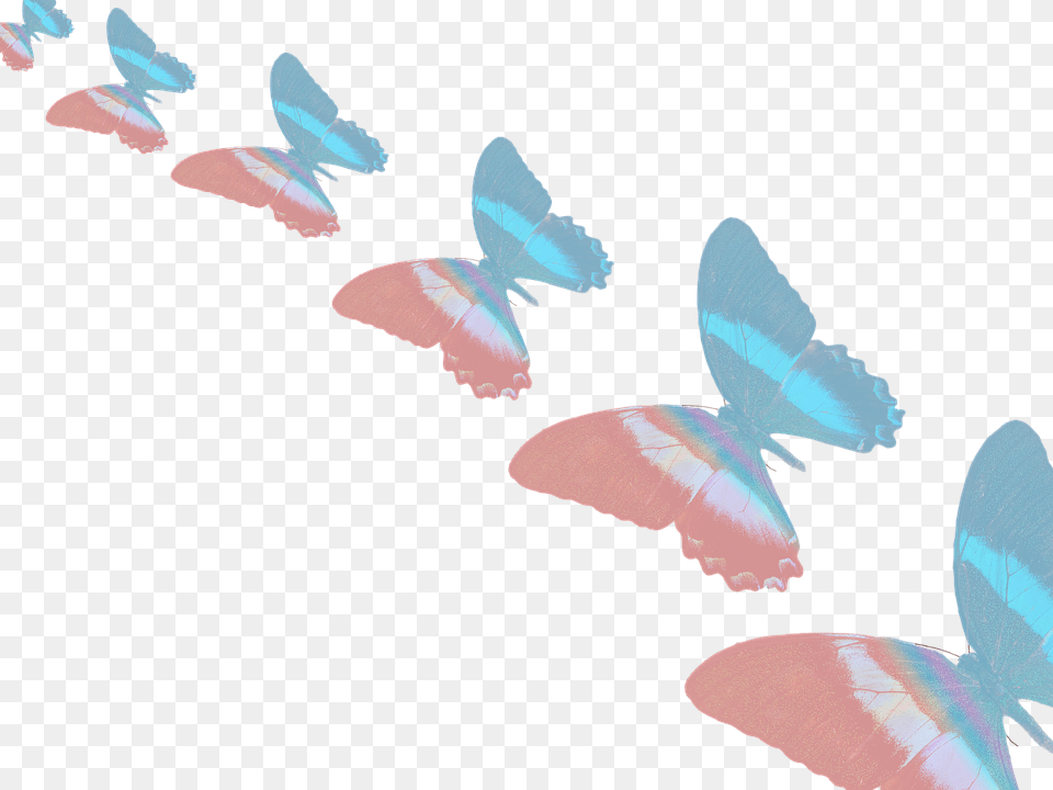 Lycaenid, Animal, Bird, Flying, Flock Free Transparent Png