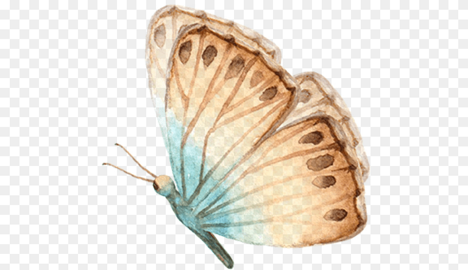 Lycaenid, Animal, Butterfly, Insect, Invertebrate Free Transparent Png