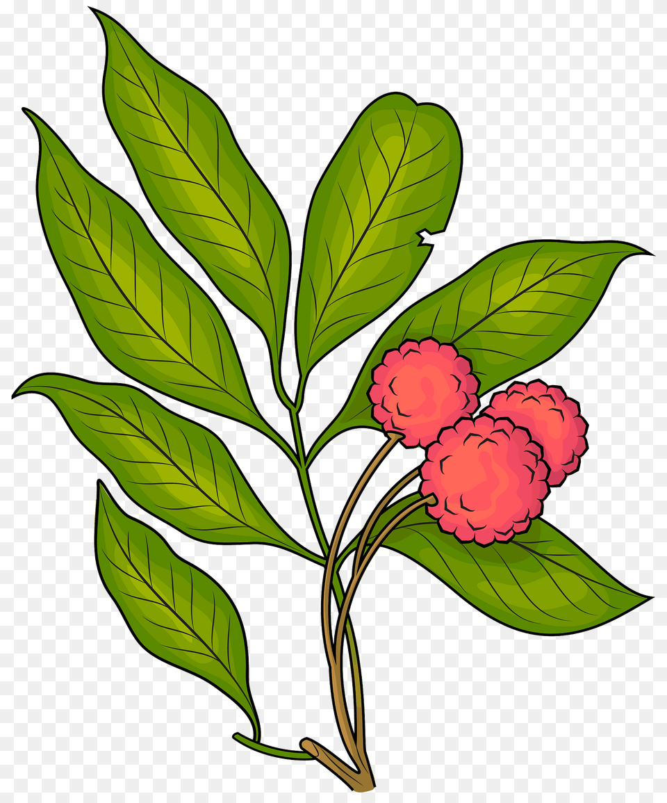 Lychee On The Branch Clipart, Leaf, Plant, Flower, Annonaceae Png