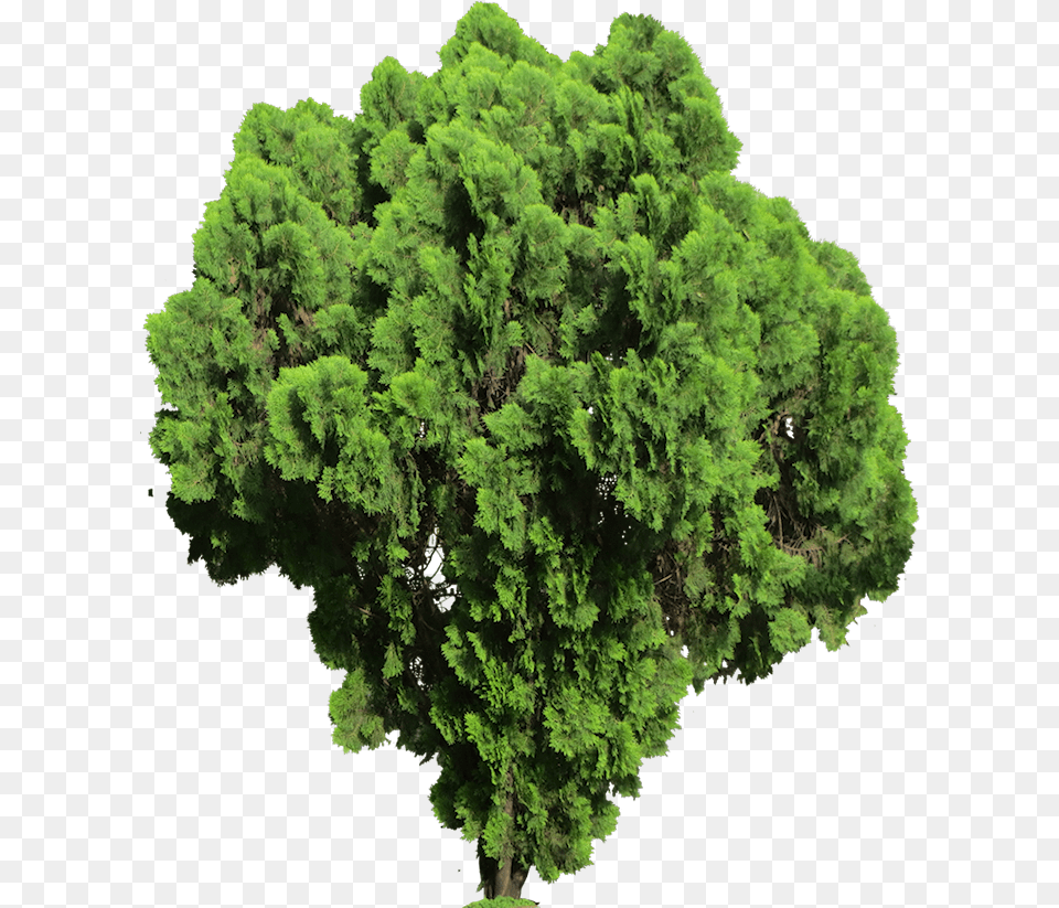 Lycopodiophyta Transparent, Green, Vegetation, Tree, Plant Png