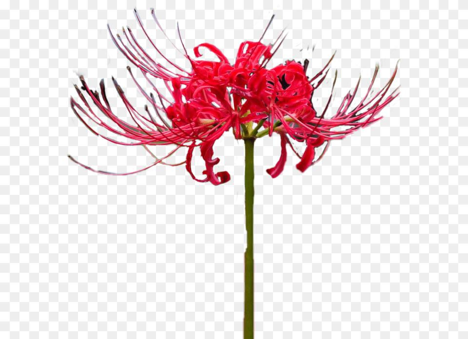 Lycoris Red Flower Chimhoped Sticker Guernsey Lily, Anther, Dahlia, Plant, Pollen Free Png Download
