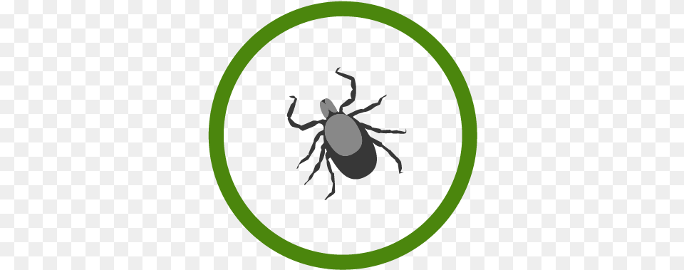 Lymedisease Icon Blank Clock Face, Tick Free Png