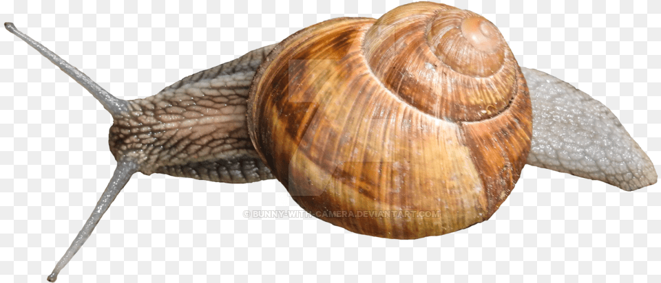 Lymnaeidae, Animal, Insect, Invertebrate, Snail Free Transparent Png
