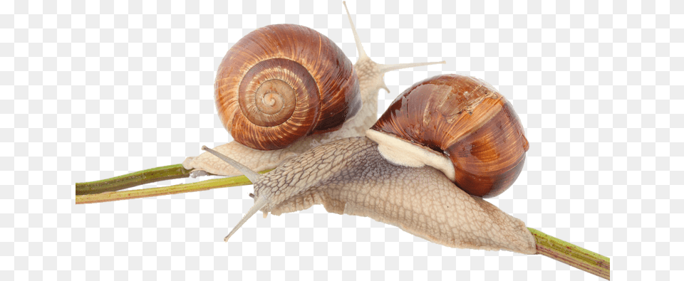 Lymnaeidae, Animal, Insect, Invertebrate, Snail Free Png Download
