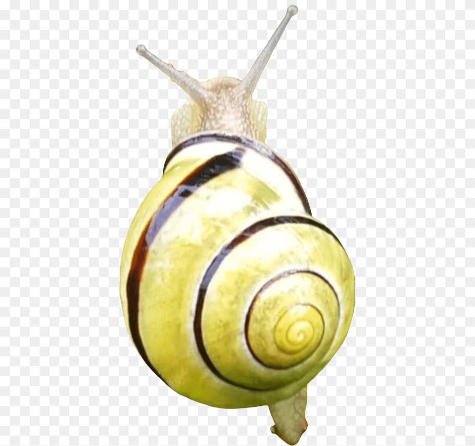 Lymnaeidae, Animal, Invertebrate, Snail, Insect Png