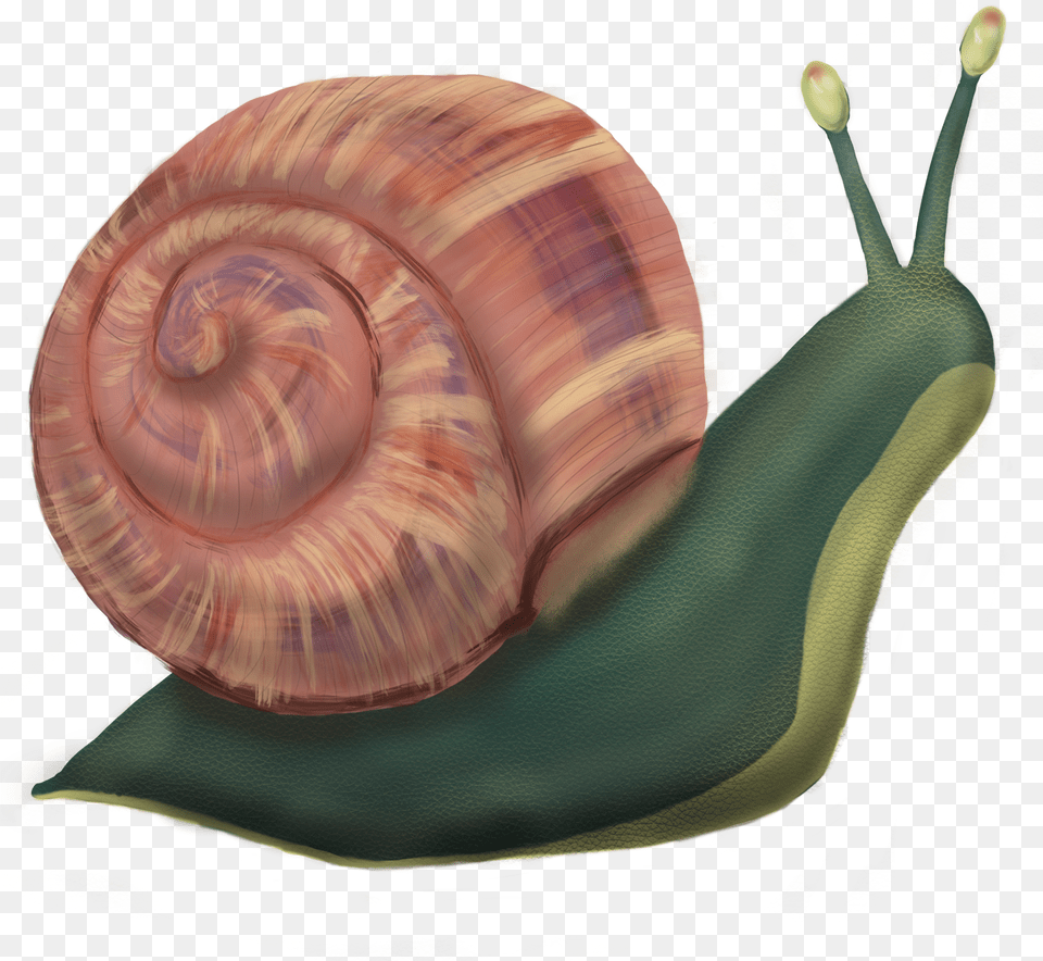 Lymnaeidae, Animal, Invertebrate, Snail Free Png Download