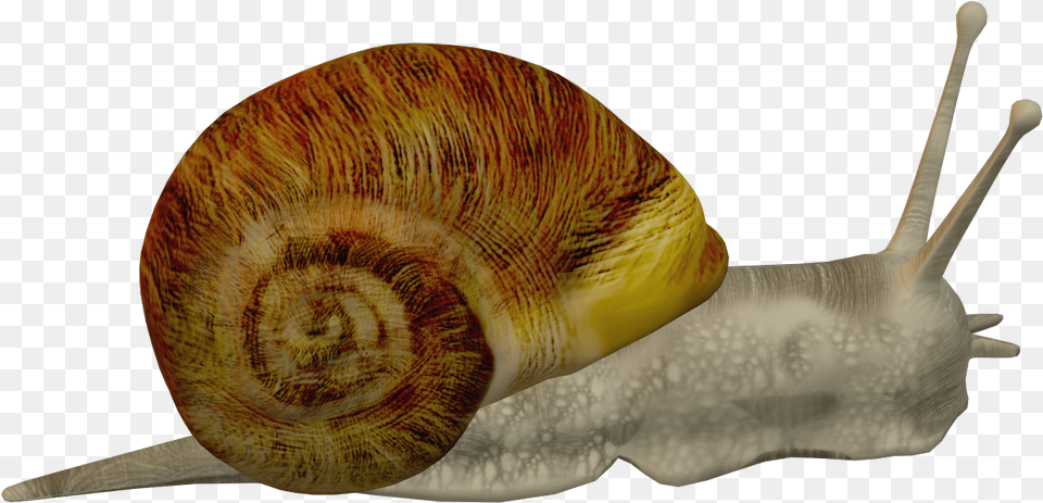 Lymnaeidae, Animal, Invertebrate, Snail Png Image