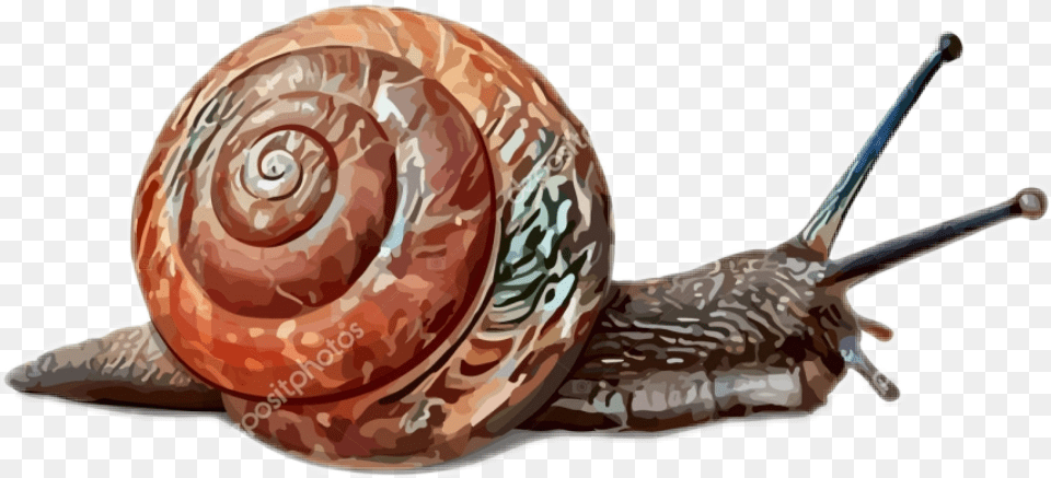 Lymnaeidae, Animal, Invertebrate, Snail, Smoke Pipe Free Png Download