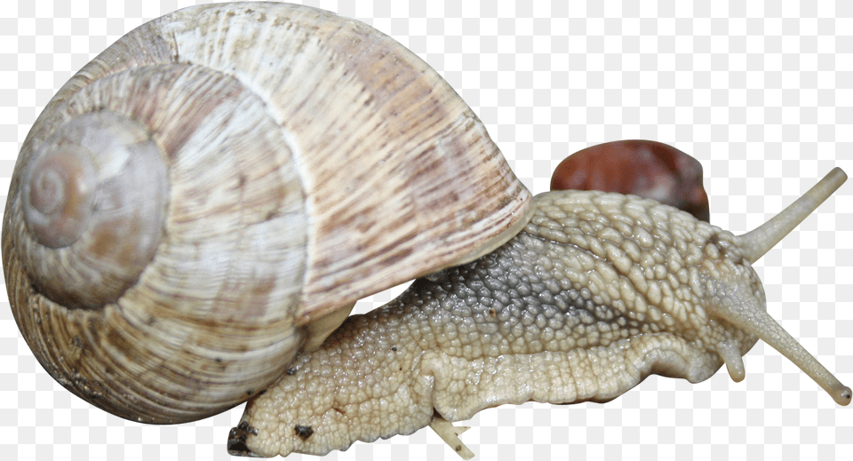 Lymnaeidae, Animal, Insect, Invertebrate, Snail Free Png