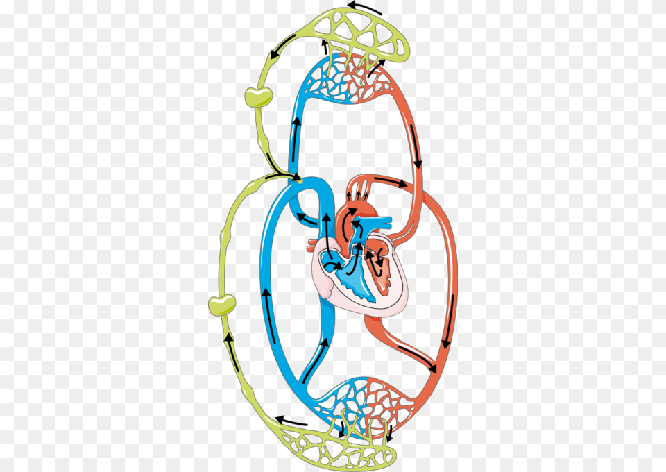 Lymphatic Circulation, Hoop, Bow, Weapon Free Png Download
