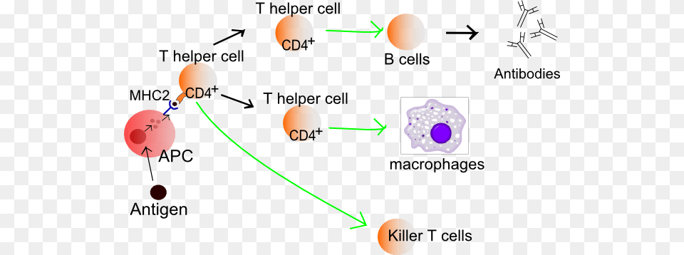 Lymphatic System And Immune System Helper T Cell Diagram, Baby, Person, Head Free Png Download