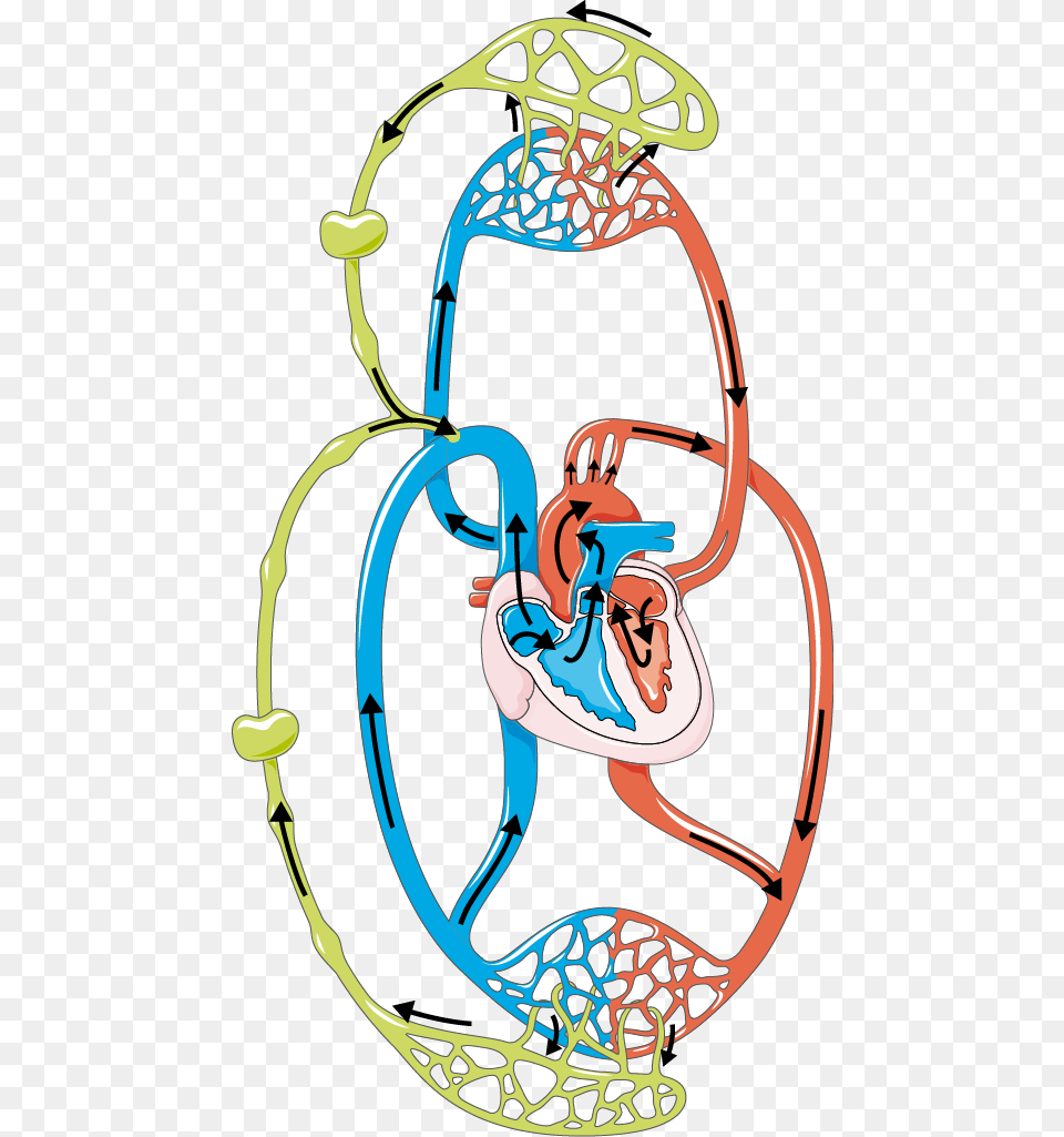 Lymphatic System Archives, Hoop, Bow, Weapon, Amusement Park Free Png