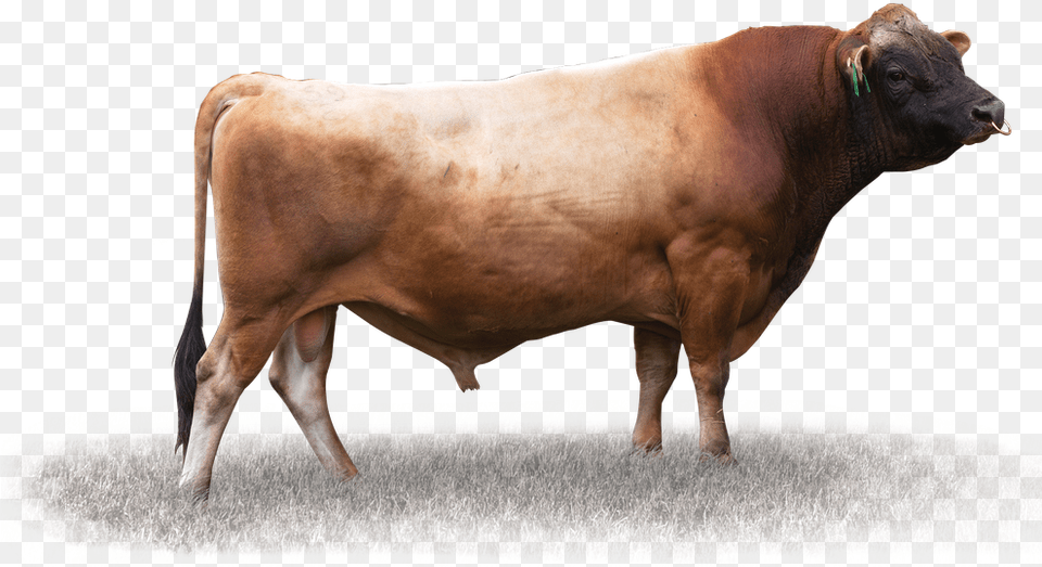 Lynbrook Gg Quicksilver Bull, Animal, Cattle, Livestock, Mammal Png