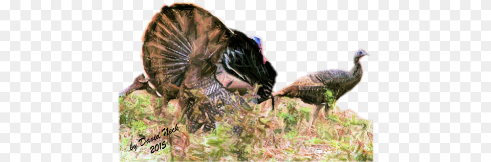 Lynch Has More Than Just Turkey Box Calls Real Turkeys Iii Spring Calling, Animal, Bird, Fowl, Poultry Free Png