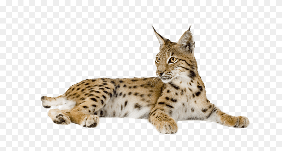 Lynx, Animal, Mammal, Wildlife, Cat Free Png Download