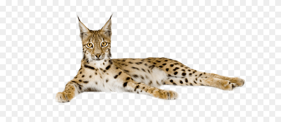 Lynx, Animal, Mammal, Wildlife, Panther Free Png Download