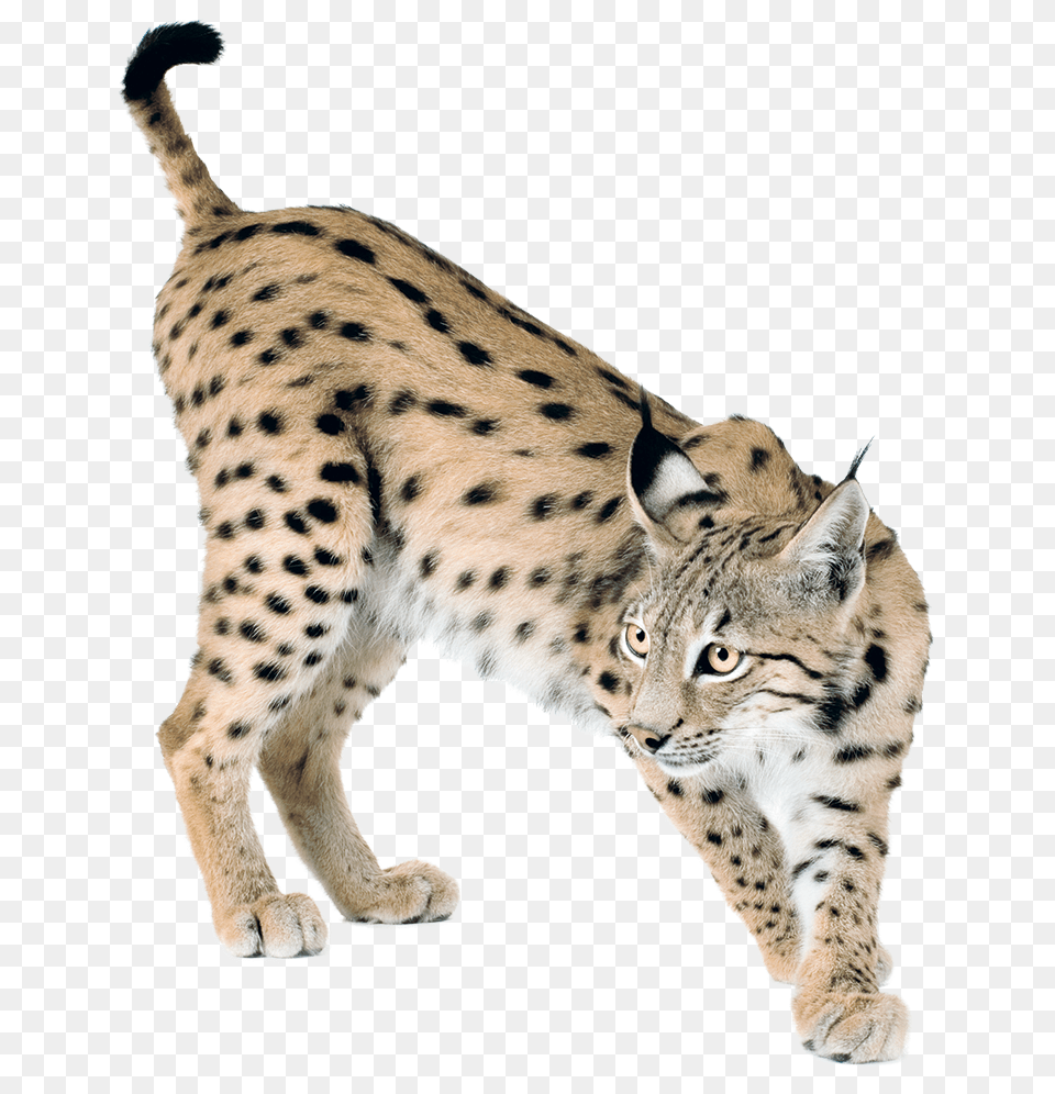 Lynx, Animal, Mammal, Wildlife, Cheetah Png