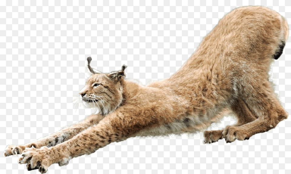 Lynx, Animal, Wildlife, Mammal, Lion Png