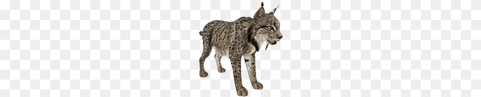 Lynx, Animal, Mammal, Wildlife, Cheetah Png Image