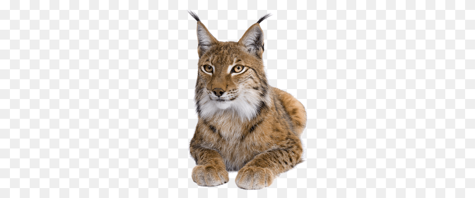 Lynx, Animal, Mammal, Wildlife, Cat Free Transparent Png