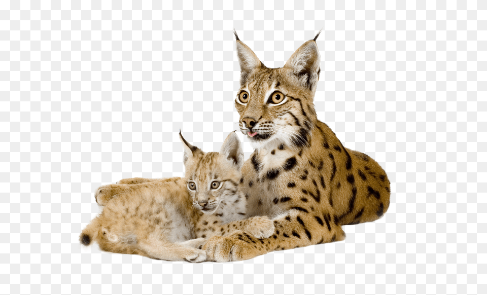 Lynx, Animal, Wildlife, Mammal, Cat Free Transparent Png