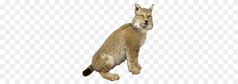 Lynx Animal, Cat, Mammal, Pet Png Image
