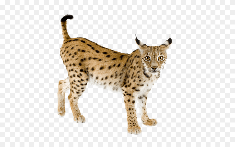 Lynx, Animal, Wildlife, Mammal, Cheetah Free Png Download
