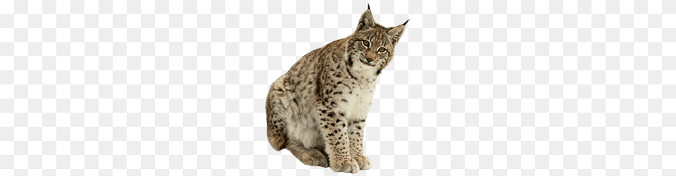 Lynx, Animal, Mammal, Wildlife, Panther Free Png