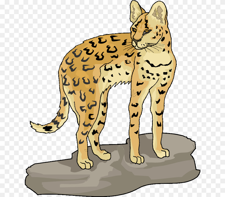 Lynx Clipart, Animal, Mammal, Wildlife Png