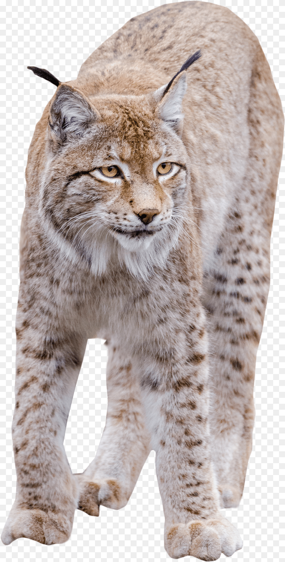 Lynx Clipart Bobcat Free Png Download