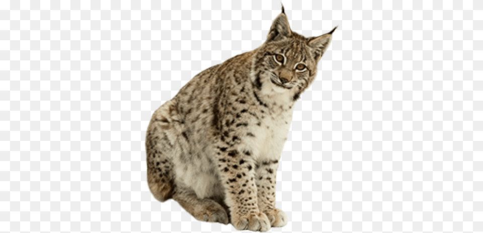 Lynx Lynx, Animal, Mammal, Wildlife, Panther Png Image