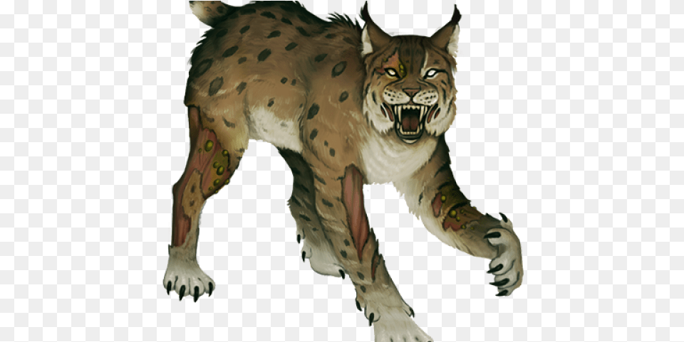 Lynx Images Bobcat, Animal, Wildlife, Mammal, Panther Free Png