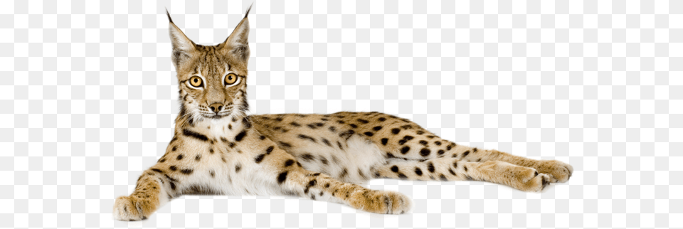 Lynx In Lynx, Animal, Mammal, Wildlife, Cat Free Png Download