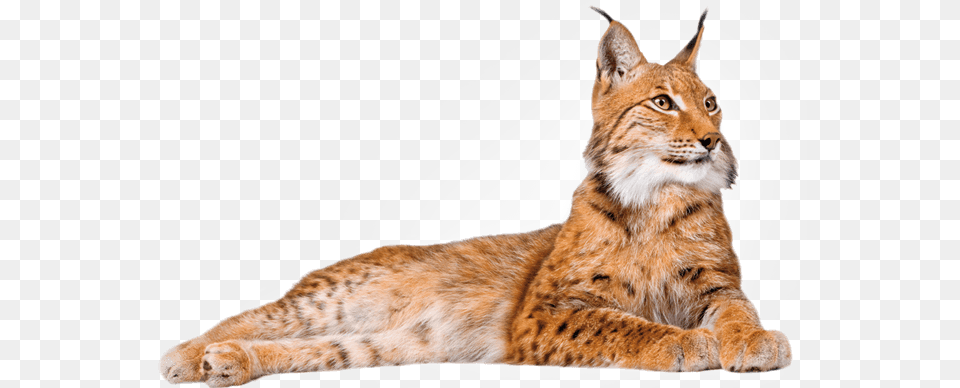 Lynx Lying Down, Animal, Mammal, Wildlife, Panther Free Png