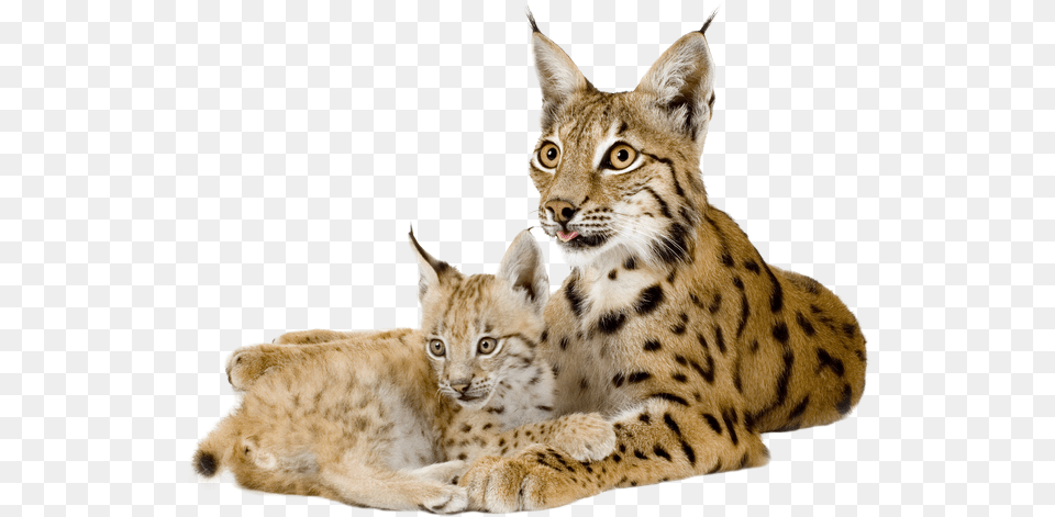 Lynx Lynx Animal Transparent Background, Wildlife, Mammal, Cat, Pet Png